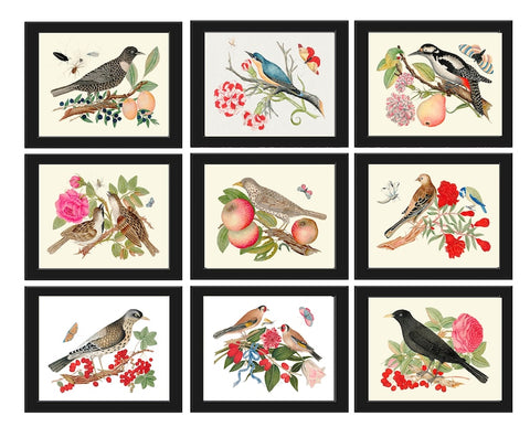 Birds Wall Decor Art Print Set of 9 Beautiful Antique Vintage Flowers Berries Crow Woodpecker Songbirds Decoration Illustration to Frame BOT