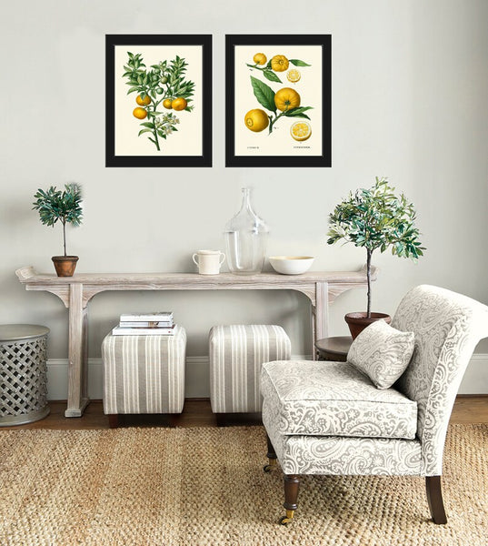 Orange Citrus Tree Fruit Botanical Wall Art Set of 2 Prints Beautiful Vintage Antique Dining Room Kitchen Living Home Decor to Frame TDA