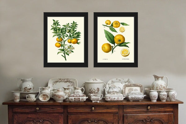 Orange Citrus Tree Fruit Botanical Wall Art Set of 2 Prints Beautiful Vintage Antique Dining Room Kitchen Living Home Decor to Frame TDA