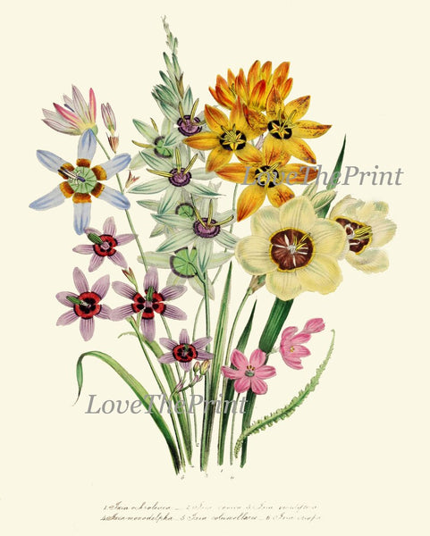 Wildflowers Botanical Wall Art Set of 9 Prints Beautiful Vintage Antique Pink White Yellow Blue Flowers Countryside Home Decor to Frame LEB