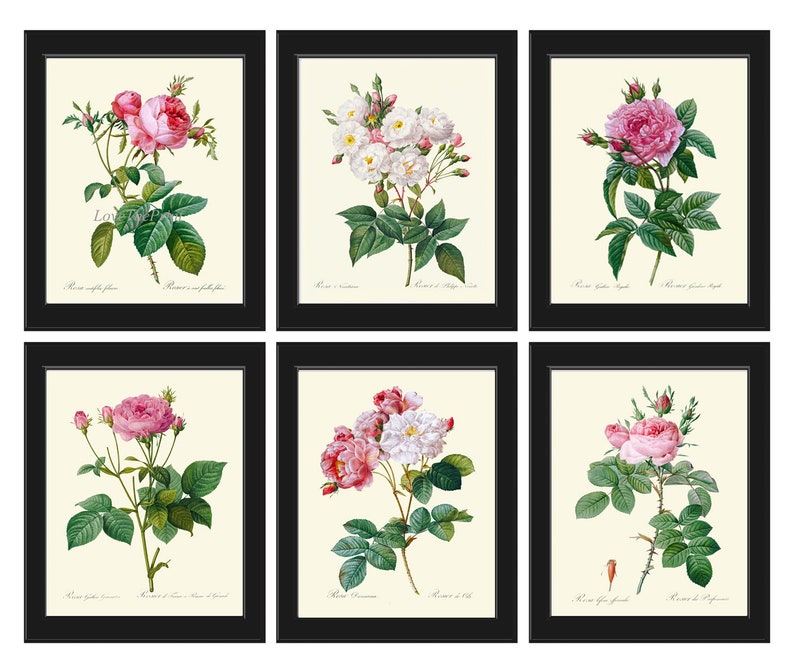 Roses Botanical Wall Decor Art Set of 6 Prints Beautiful Vintage Antique French Country Garden Romantic White Pink Home Decor to Frame LRR