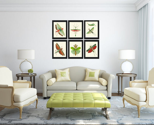 Locust Cricket Insect Print Wall Art Set of 6 Beautiful Antique Vintage Nature Office Library Study Reading Room Home Decor to Frame GSZ
