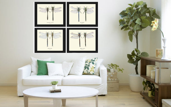 Dragonfly Wall Art Set of 4 Prints Beautiful Antique Vintage Dragonflies Illustration Picture Decoration Home Room Decor Chart to Frame BRIT