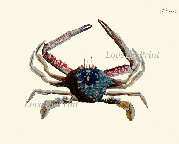 Vintage Crab Prints Wall Art Set of 4 Beautiful Blue Red Crabs Sea Ocean Nautical Marine Nature Science Beach House Home Decor to Frame CRAB