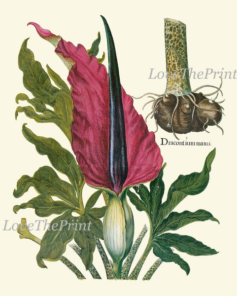 Botanical Decor Wall Art Set of 12 Prints Beautiful Vintage Antique Purple Violet Yellow Thistle Cactus Wildflowers Home Decor to Frame BESL