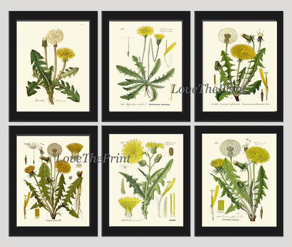 Dandelion Botanical Wall Art Set of 6 Prints Beautiful Antique Vintage Yellow Wildflowers Dandelions Flowers Home Room Decor to Frame DAND