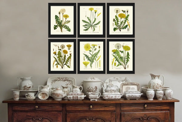 Dandelion Botanical Wall Art Set of 6 Prints Beautiful Antique Vintage Yellow Wildflowers Dandelions Flowers Home Room Decor to Frame DAND