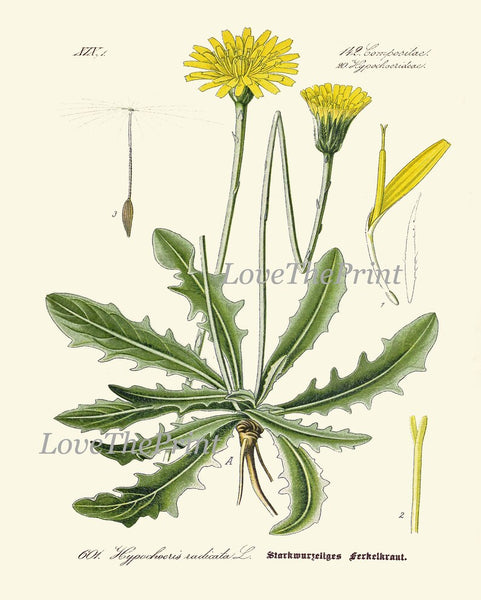 Dandelion Botanical Wall Art Set of 6 Prints Beautiful Antique Vintage Yellow Wildflowers Dandelions Flowers Home Room Decor to Frame DAND