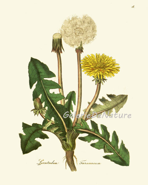 Dandelion Botanical Wall Art Set of 6 Prints Beautiful Antique Vintage Yellow Wildflowers Dandelions Flowers Home Room Decor to Frame DAND