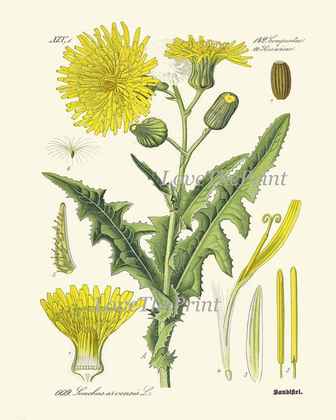 Dandelion Botanical Wall Art Set of 6 Prints Beautiful Antique Vintage Yellow Wildflowers Dandelions Flowers Home Room Decor to Frame DAND