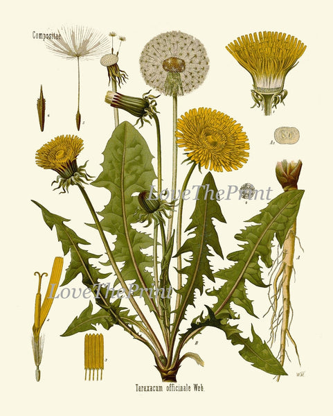 Dandelion Botanical Wall Art Set of 6 Prints Beautiful Antique Vintage Yellow Wildflowers Dandelions Flowers Home Room Decor to Frame DAND