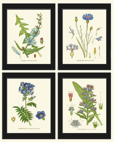 Blue Flowers Wildflowers Botanical Wall Art Set of 4 Prints Beautiful Antique Vintage Cornflower Bachelor Button Home Room Decor to Frame CH