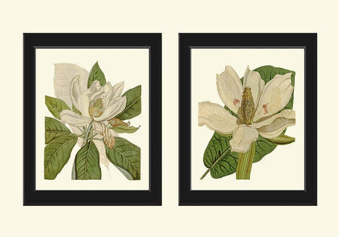 Vintage Magnolia Flower Botanical Prints Wall Art Set of 2 Beautiful Antique Blooming Tree White Flowers Large Poster Home Decor to Frame CU