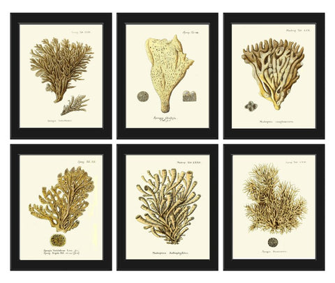 Vintage Coral Prints Wall Art Set of 6 Beautiful Antique Ivory Beige Brown Sea Ocean Marine Coastal Beach Nature Home Decor to Frame ESPE
