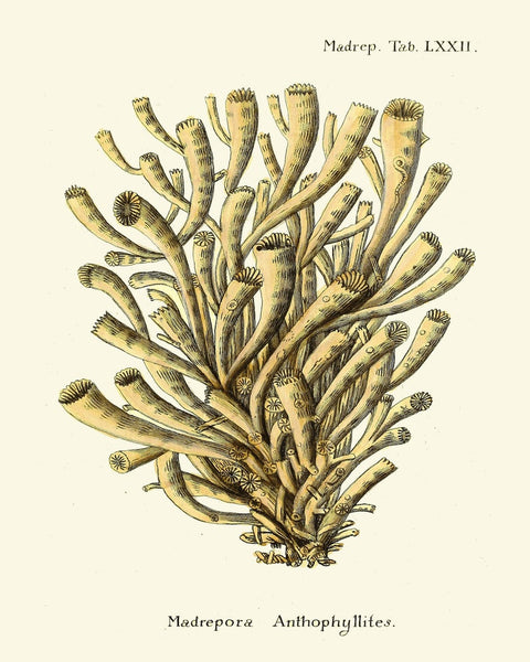 Vintage Coral Prints Wall Art Set of 6 Beautiful Antique Ivory Beige Brown Sea Ocean Marine Coastal Beach Nature Home Decor to Frame ESPE