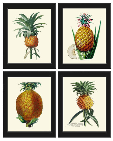 Pineapple Print Tropical Fruit Botanical Wall Art Set 4 Beautiful Antique Fruit Kitchen Dining Room Tropical Garden Home Decor to Frame PINA