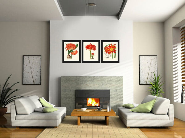 Amaryllis Botanical Wall Art Decor Set of 3 Prints Beautiful Antique Vintage Bright Red Tropical Flowers Garden Plant Home Decor to Frame IH