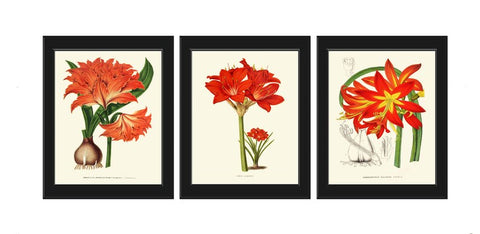 Amaryllis Botanical Wall Art Decor Set of 3 Prints Beautiful Antique Vintage Bright Red Tropical Flowers Garden Plant Home Decor to Frame IH
