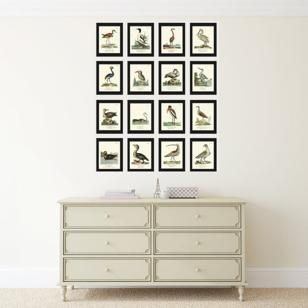 Vintage Bird Prints Large Wall Art Gallery Set of 16 Beautiful Antique Vintage Coastal Beach Farmhouse Illustration Home Decor to Frame HJF