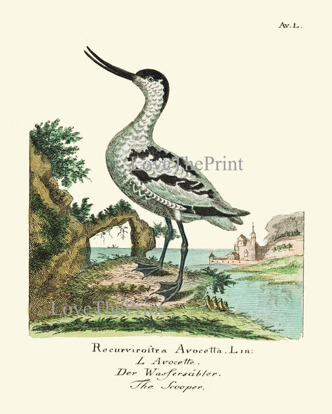 Vintage Bird Prints Large Wall Art Gallery Set of 16 Beautiful Antique Vintage Coastal Beach Farmhouse Illustration Home Decor to Frame HJF