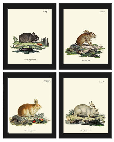 Rabbit Wall Art Print Set of 4 Beautiful Antique Vintage Woodland Farmhouse Cottage Farm Animal Nursery Pet Home Room Decor to Frame BUNNY