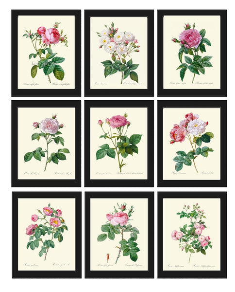 Roses Botanical Prints Wall Art Set of 9 Beautiful Vintage Antique Pink White Book Plate Illustration Classic Home Room Decor to Frame LRR