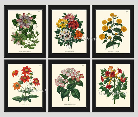 Botanical Prints Wall Art Set of 6 Beautiful Vintage Antique Passion Flower Rhododendron Dahlia Japonica Trumpet Home Decor to Frame WITT