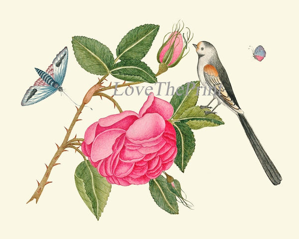 Birds and Roses Botanical Wall Art Decor Prints Set of 2 Beautiful Antique Pink Flowers Dining Living Room Home Decoration to Frame BOT