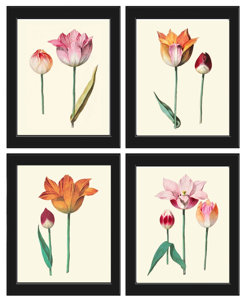 Botanical Prints Tulip Flowers Wall Art Decor Set of 4 Beautiful Antique Vintage Pink Orange Tulips Plants Gardening Home Decor to Frame ABD
