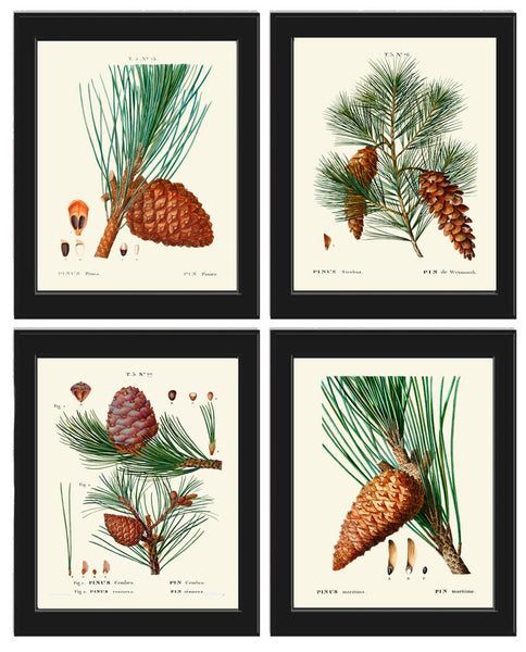 Botanical Prints Pinecone Pine Tree Conifer Cone Wall Art Set of 4 Beautiful Antique Vintage Farmhouse Forest Nature Decor to Frame TDA