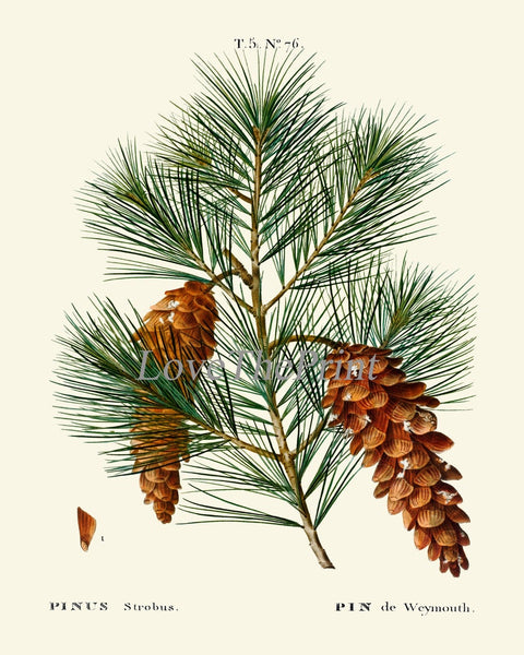 Botanical Prints Pinecone Pine Tree Conifer Cone Wall Art Set of 4 Beautiful Antique Vintage Farmhouse Forest Nature Decor to Frame TDA