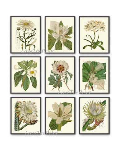 White Green Flowers Botanical Prints Wall Art Set of 9 Beautiful Vintage Antique Floral Decor Decoration Poster Home Room Decor to Frame CU