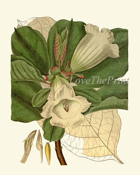 White Green Flowers Botanical Prints Wall Art Set of 9 Beautiful Vintage Antique Floral Decor Decoration Poster Home Room Decor to Frame CU