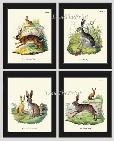 Bunny Wall Art Print Set of 4 Beautiful Antique Vintage Rabbit Farm Animal Pet Farmhouse Cute Baby Rabbits Home Room Decor to Frame BUNNY