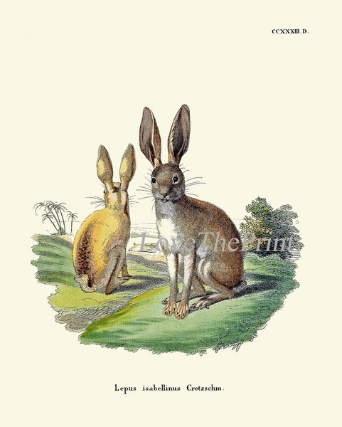 Bunny Wall Art Print Set of 4 Beautiful Antique Vintage Rabbit Farm Animal Pet Farmhouse Cute Baby Rabbits Home Room Decor to Frame BUNNY
