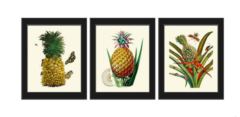 Pineapple Tropical Fruit Botanical Wall Art Set 3 Prints Beautiful Vintage Antique Kitchen Dinning Room Home Decor Large Sizes to Frame PINA