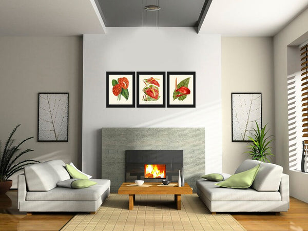 Red Anthurium Flower Botanical Wall Art Decor Set of 3 Prints Beautiful Antique Vintage Tropical Exotic Garden Plant Home Decor to Frame IH