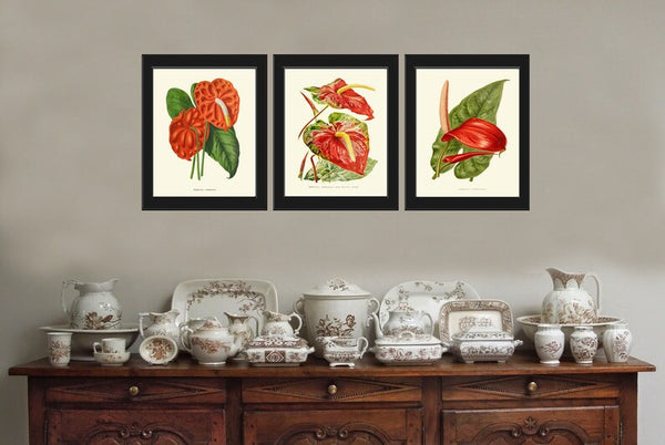 Red Anthurium Flower Botanical Wall Art Decor Set of 3 Prints Beautiful Antique Vintage Tropical Exotic Garden Plant Home Decor to Frame IH