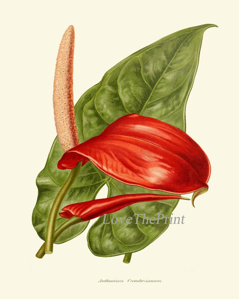 Red Anthurium Flower Botanical Wall Art Decor Set of 3 Prints Beautiful Antique Vintage Tropical Exotic Garden Plant Home Decor to Frame IH