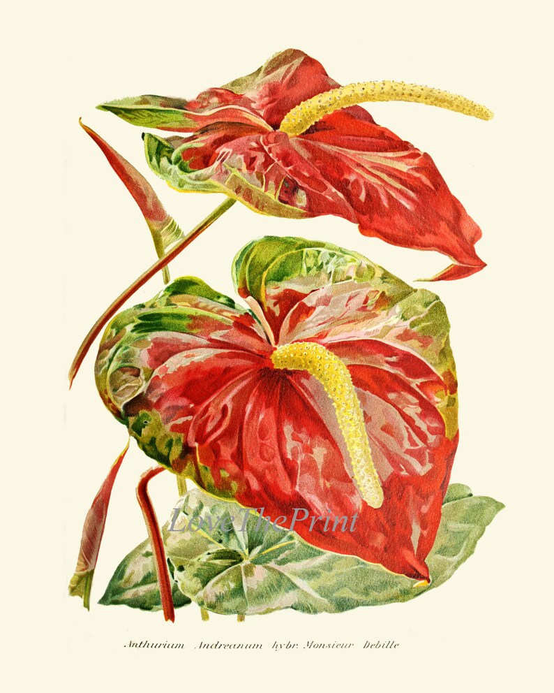 anthurium flower painting Red Anthurium Flower Botanical Wall Art Decor Set of 3 Prints Beautifu – Love the Print