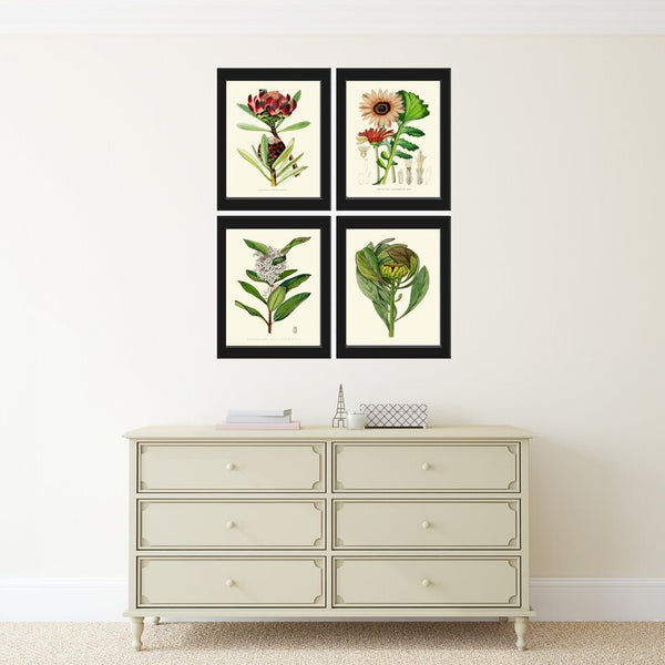 Tropical Flowers Botanical Prints Wall Art Set of 4 Beautiful Antique Vintage Protea African Daisy Green Purple Plants Decor to Frame AFP