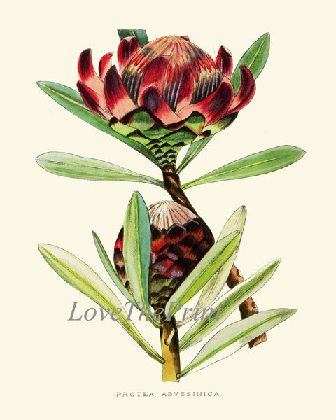 Tropical Flowers Botanical Prints Wall Art Set of 4 Beautiful Antique Vintage Protea African Daisy Green Purple Plants Decor to Frame AFP
