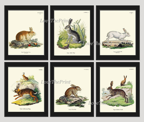 Vintage Rabbit Baby Bunnies Wall Art Set of 6 Prints Beautiful Antique Farm Farmhouse Pet Animal Picture Home Room Decor to Frame BUNNY