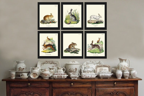 Vintage Rabbit Baby Bunnies Wall Art Set of 6 Prints Beautiful Antique Farm Farmhouse Pet Animal Picture Home Room Decor to Frame BUNNY