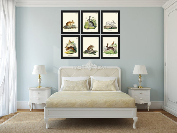 Vintage Rabbit Baby Bunnies Wall Art Set of 6 Prints Beautiful Antique Farm Farmhouse Pet Animal Picture Home Room Decor to Frame BUNNY