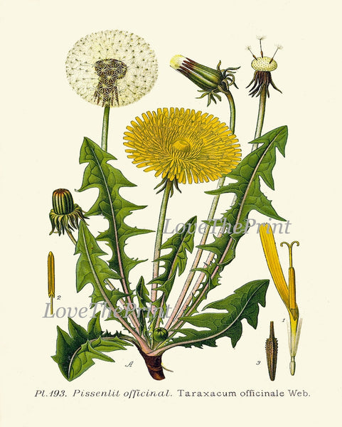 Dandelion Botanical Wall Art Set of4 Prints Beautiful Antique Vintage Wildflowers Country Farmhouse Flower Home Room Decor to Frame DAND