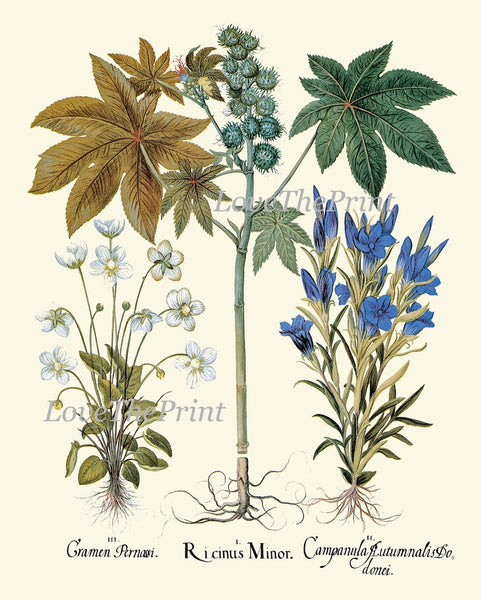 Botanical Print Set, Botanical Prints, Art Prints, Giclee, Blue Botanical Prints, Gallery Art, Wall Art, Blue Flower Prints to Frame BESL