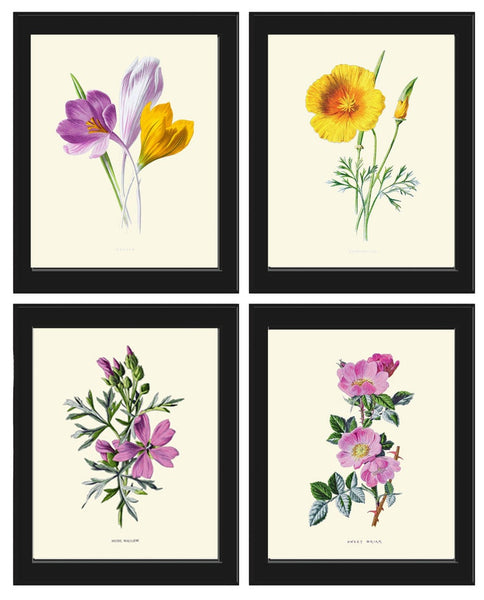 Wildflowers Prints Botanical Wall Art Set of 4 Beautiful Vintage Crocus Sweet Briar Eschscholzia Mallow Pink Yellow Flowers to Frame HULM