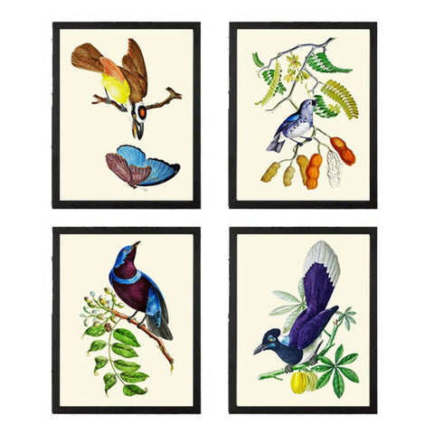 Blue Bird Butterfly Wall Art Print Set of 4 Beautiful Vintage Antique Birds Illustration Watercolor Botanical Fruit Trees Decor to Frame OBB