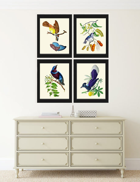 Blue Bird Butterfly Wall Art Print Set of 4 Beautiful Vintage Antique Birds Illustration Watercolor Botanical Fruit Trees Decor to Frame OBB